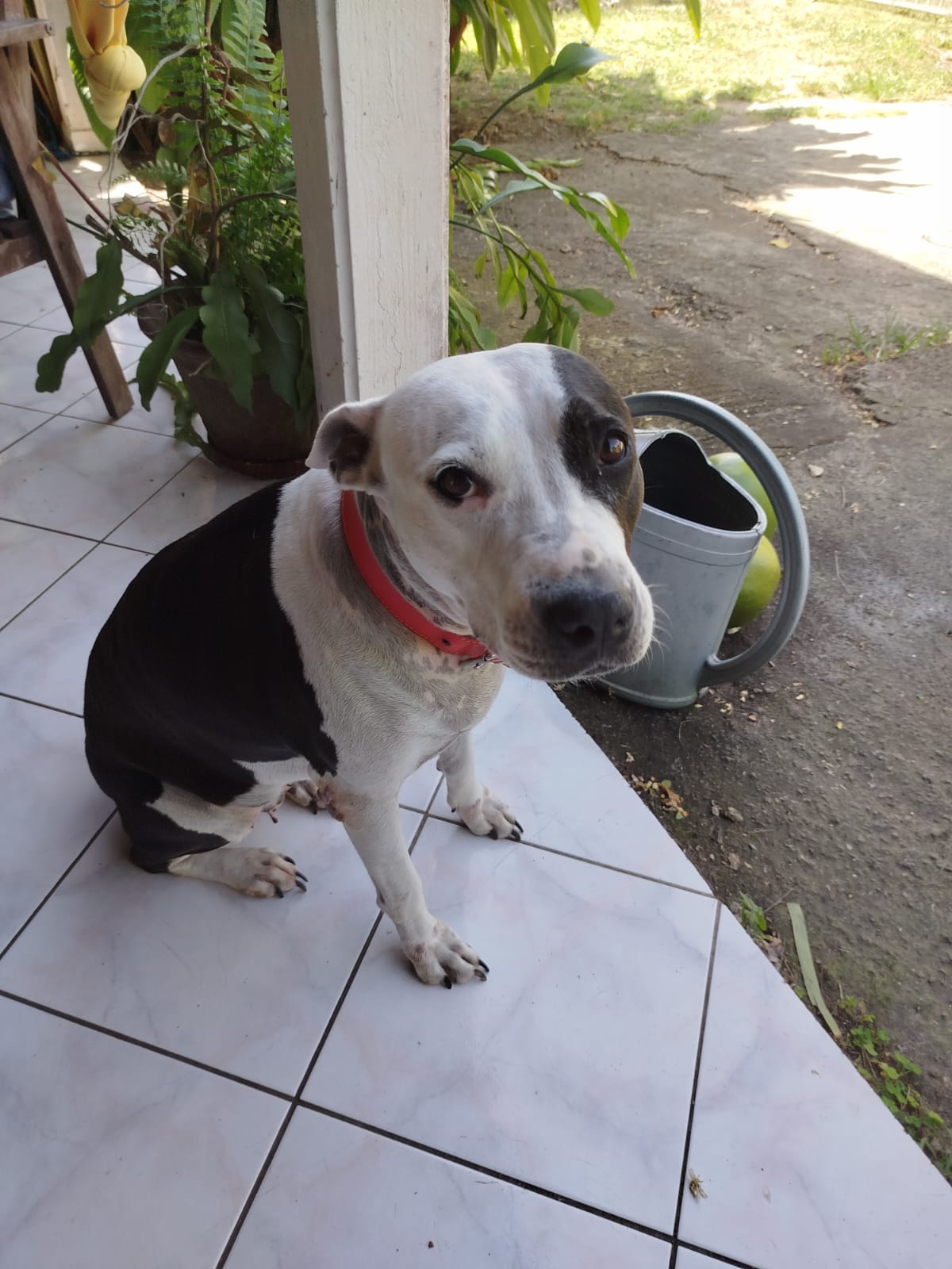 Adoption Métisse