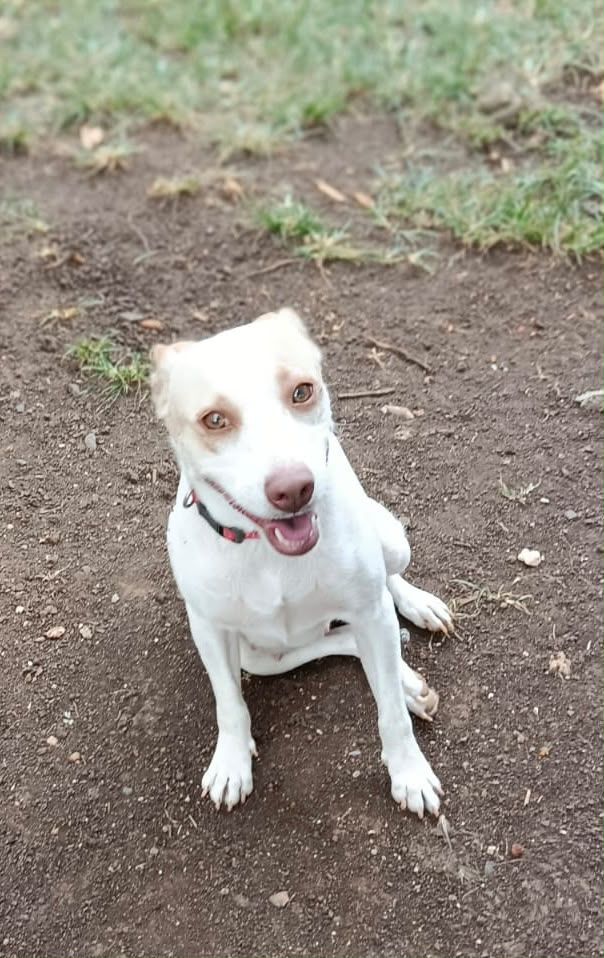 Adoption Dolce
