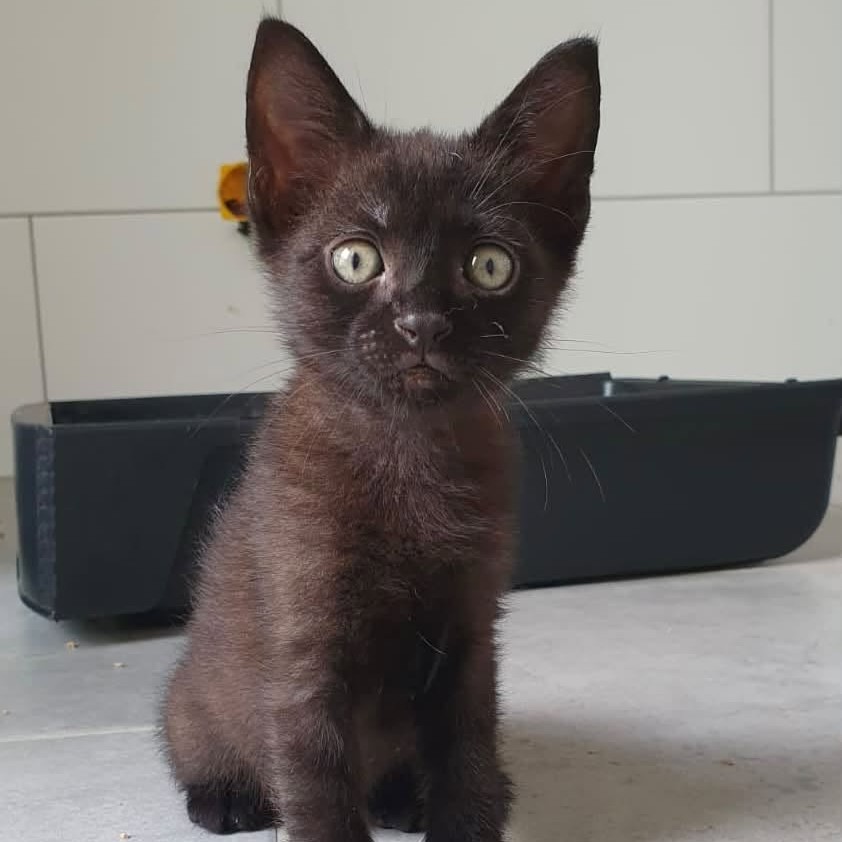 Adopter Kaijo