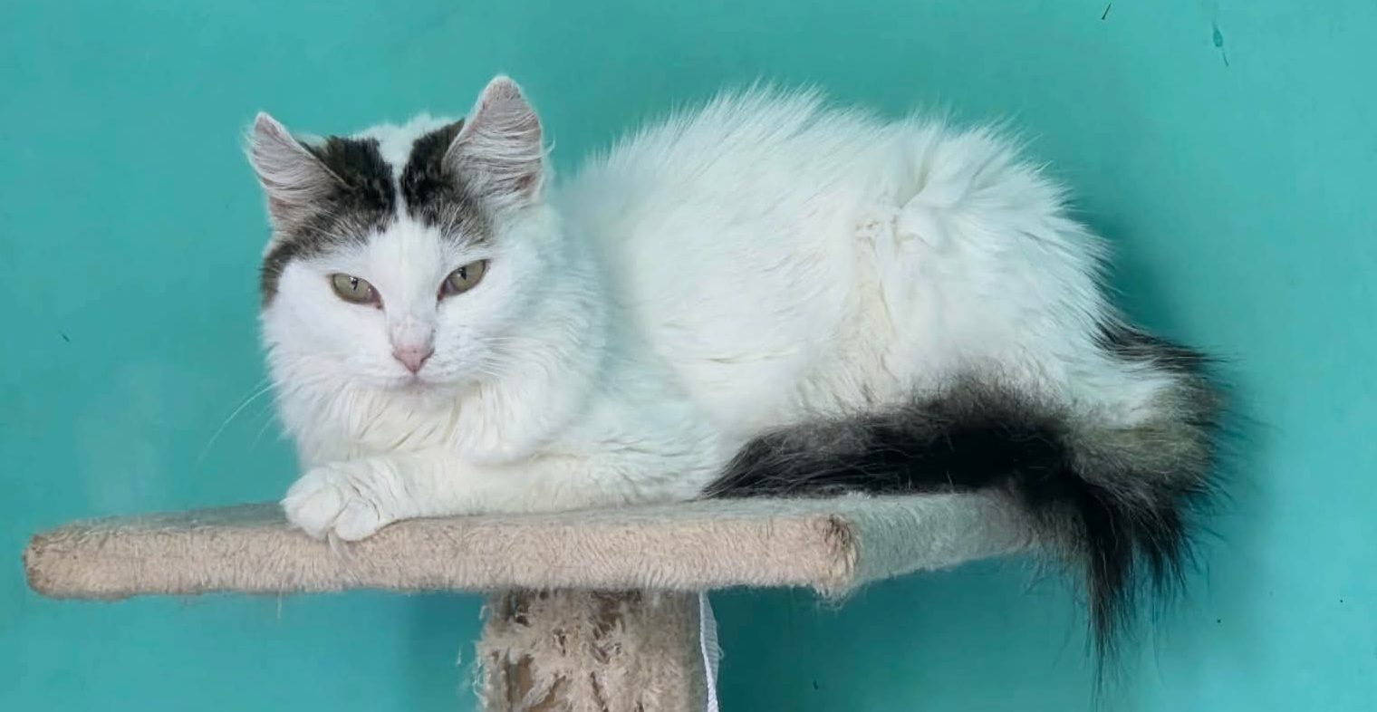 Adopter Winter
