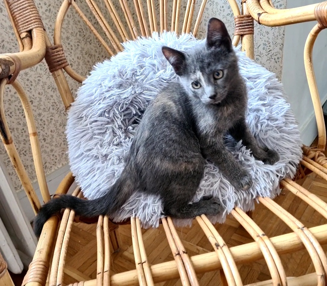 Adopter Salomé
