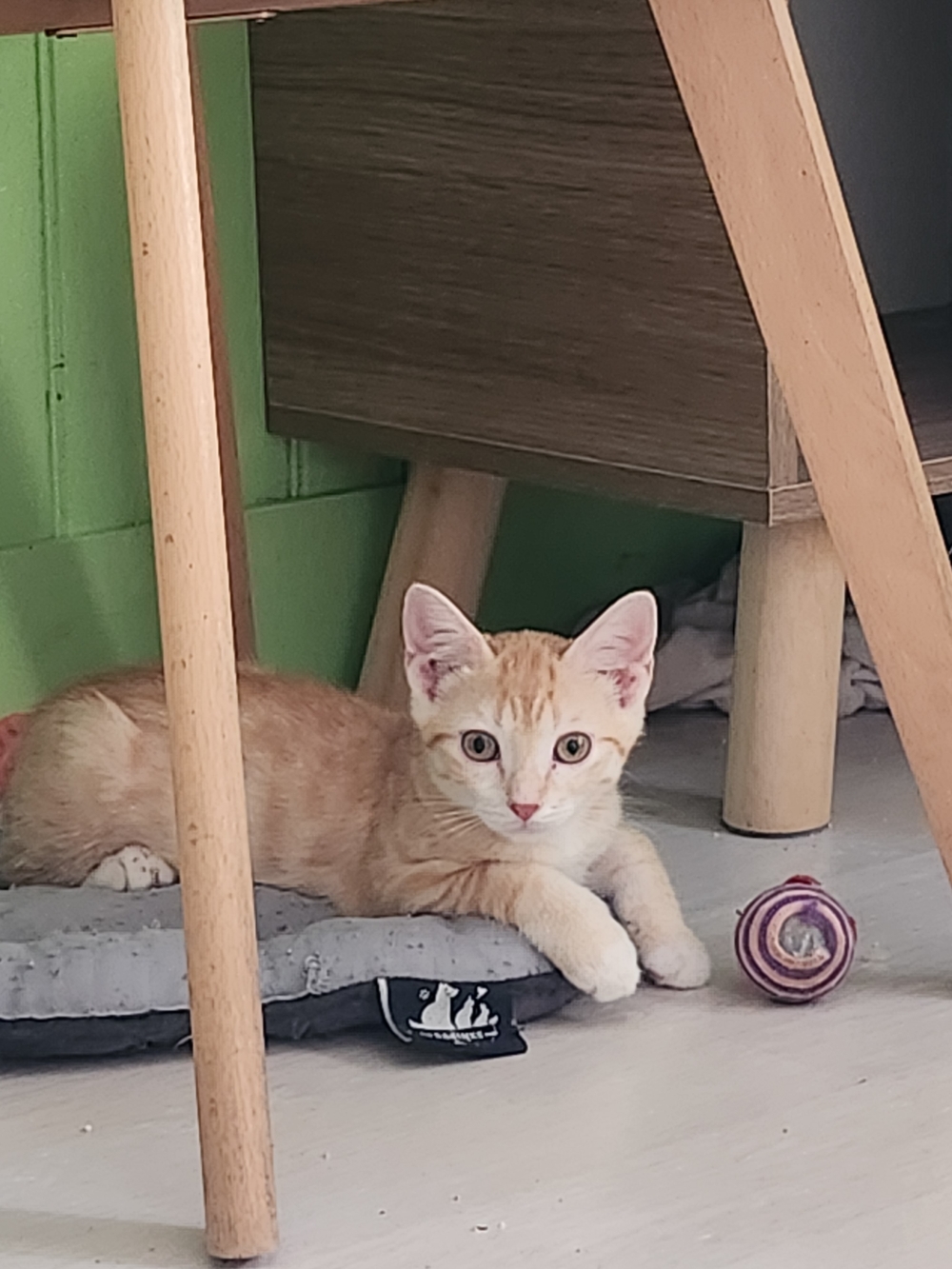 Adopter BUBBLE