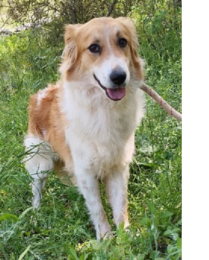 Adoption Zeytouna