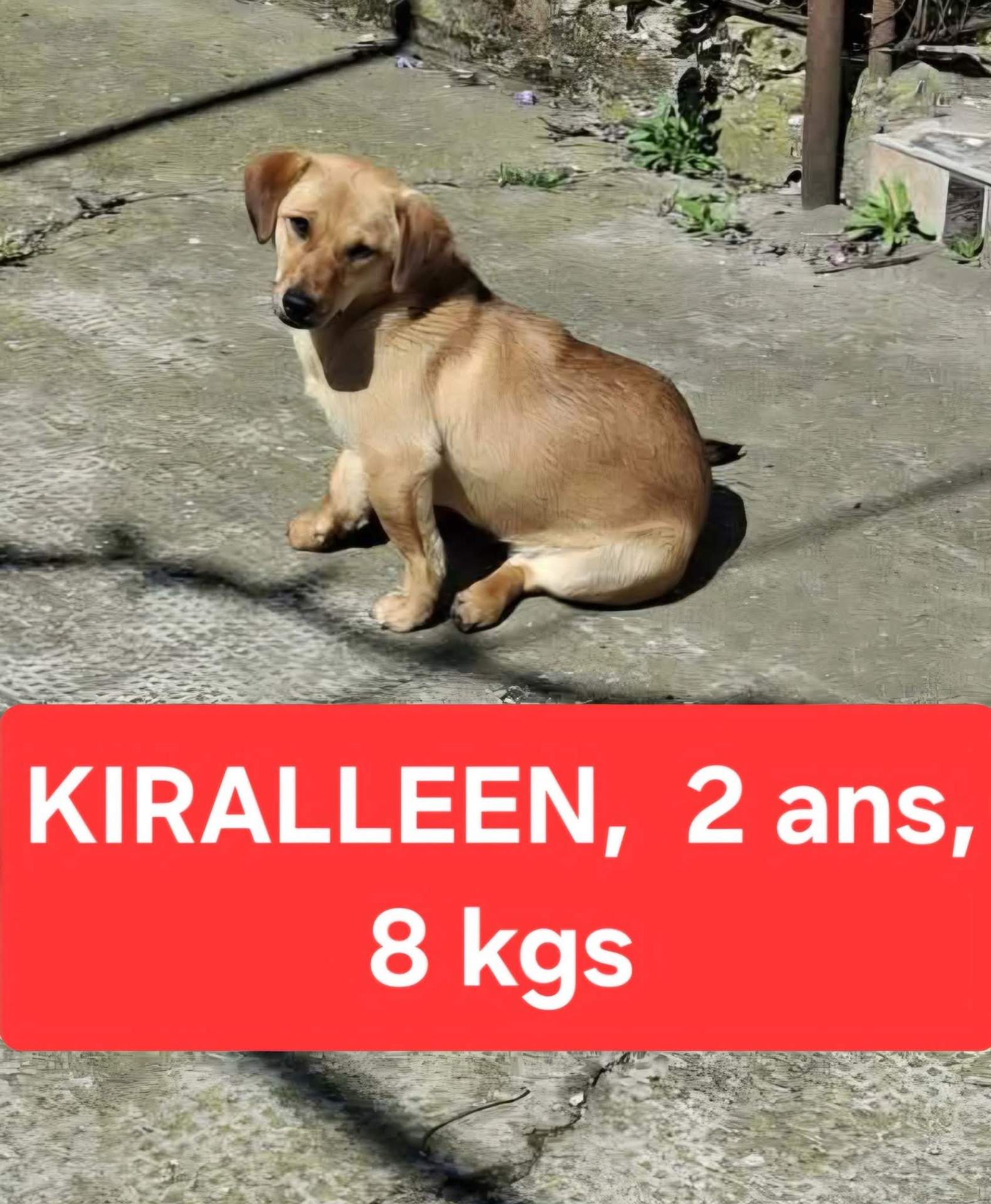 Adopter KIRALLEEN