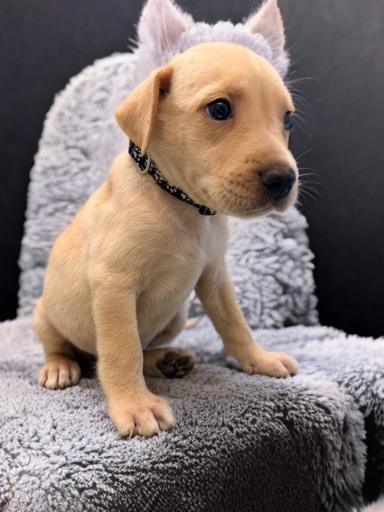 Adopter Spyke