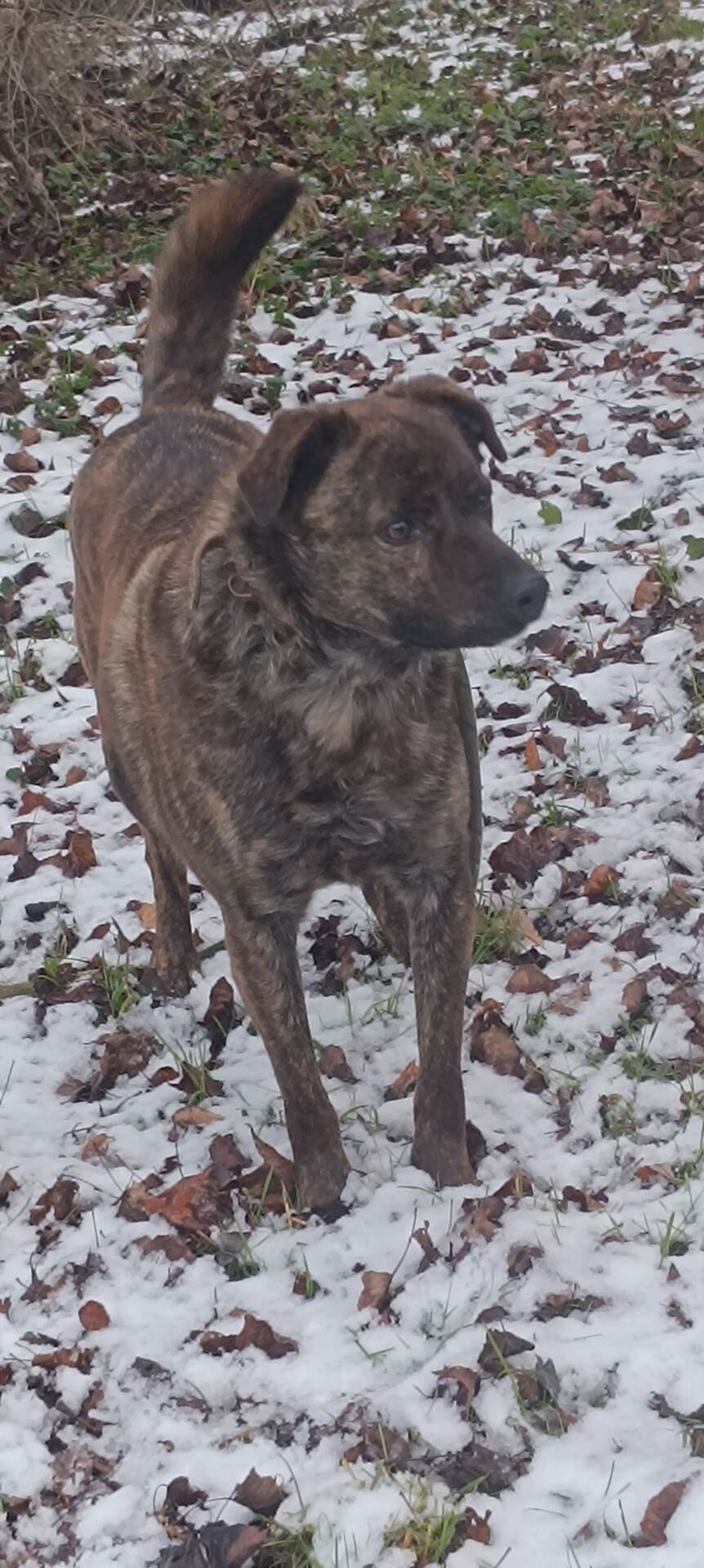 Adopter Tex