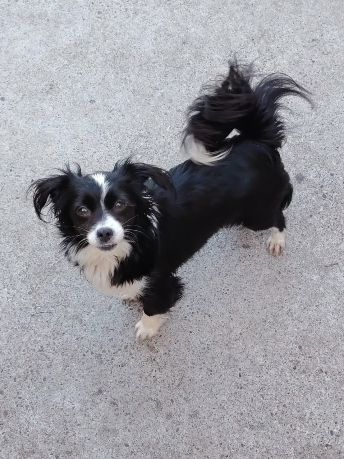 Adopter Tia