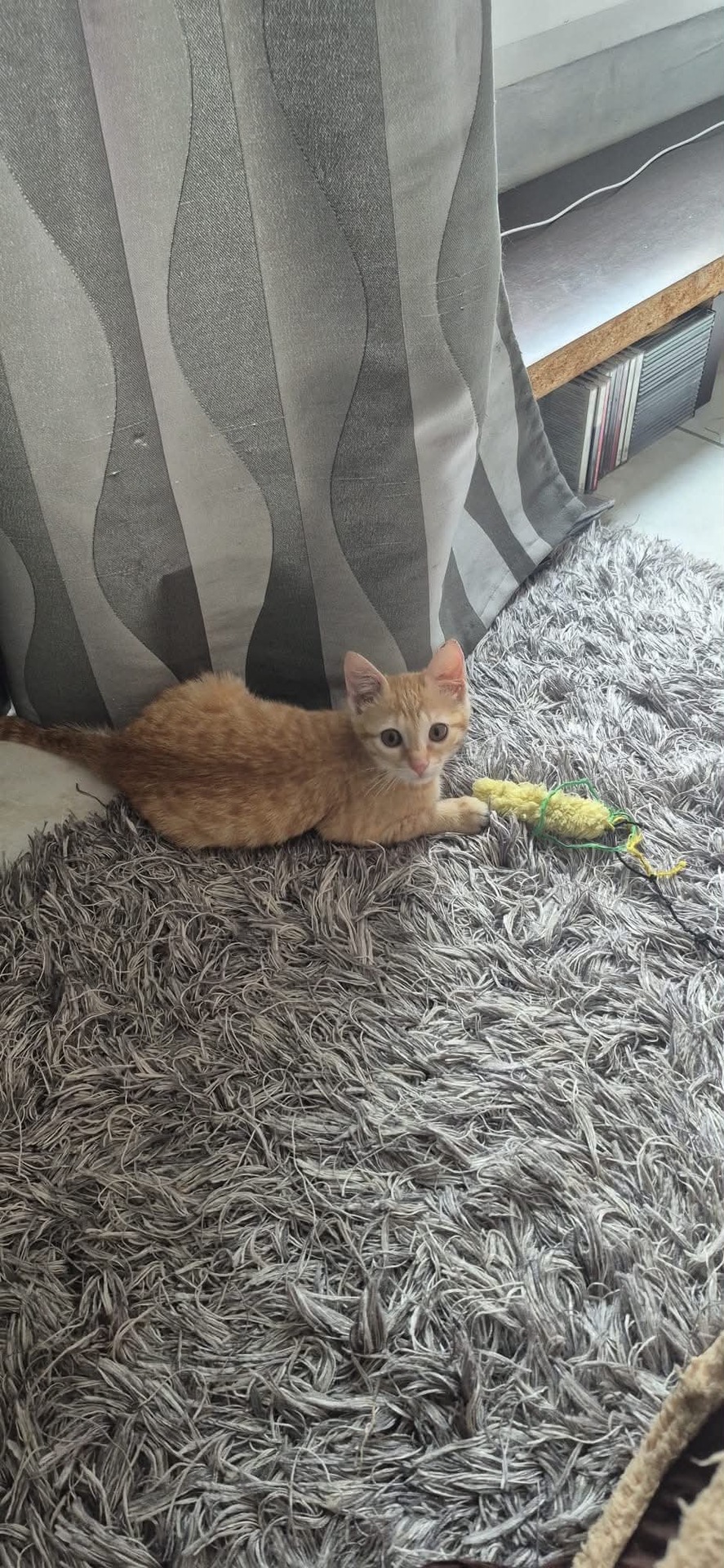 Adopter BOUDDHA