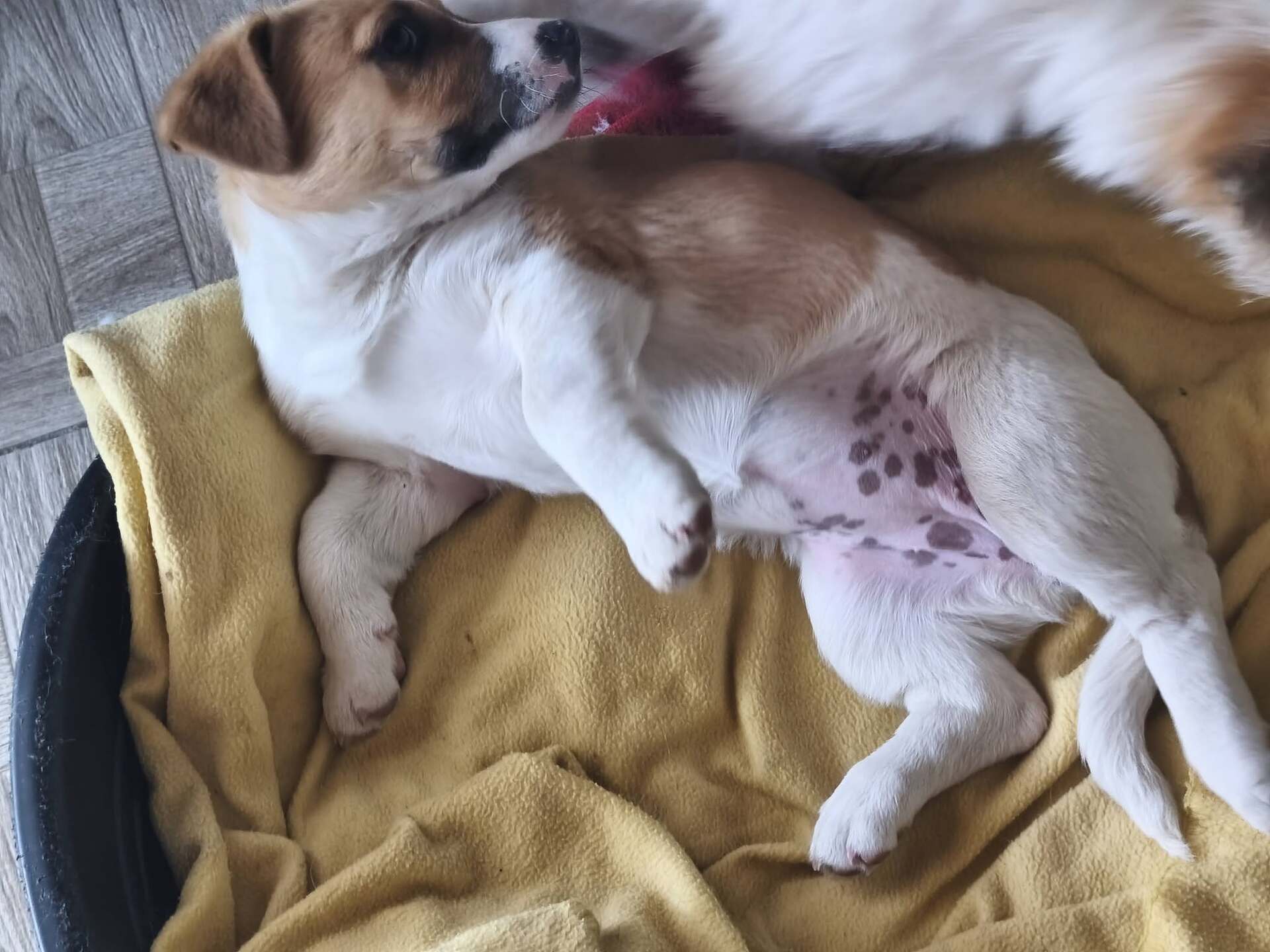 Adopter VANILLA