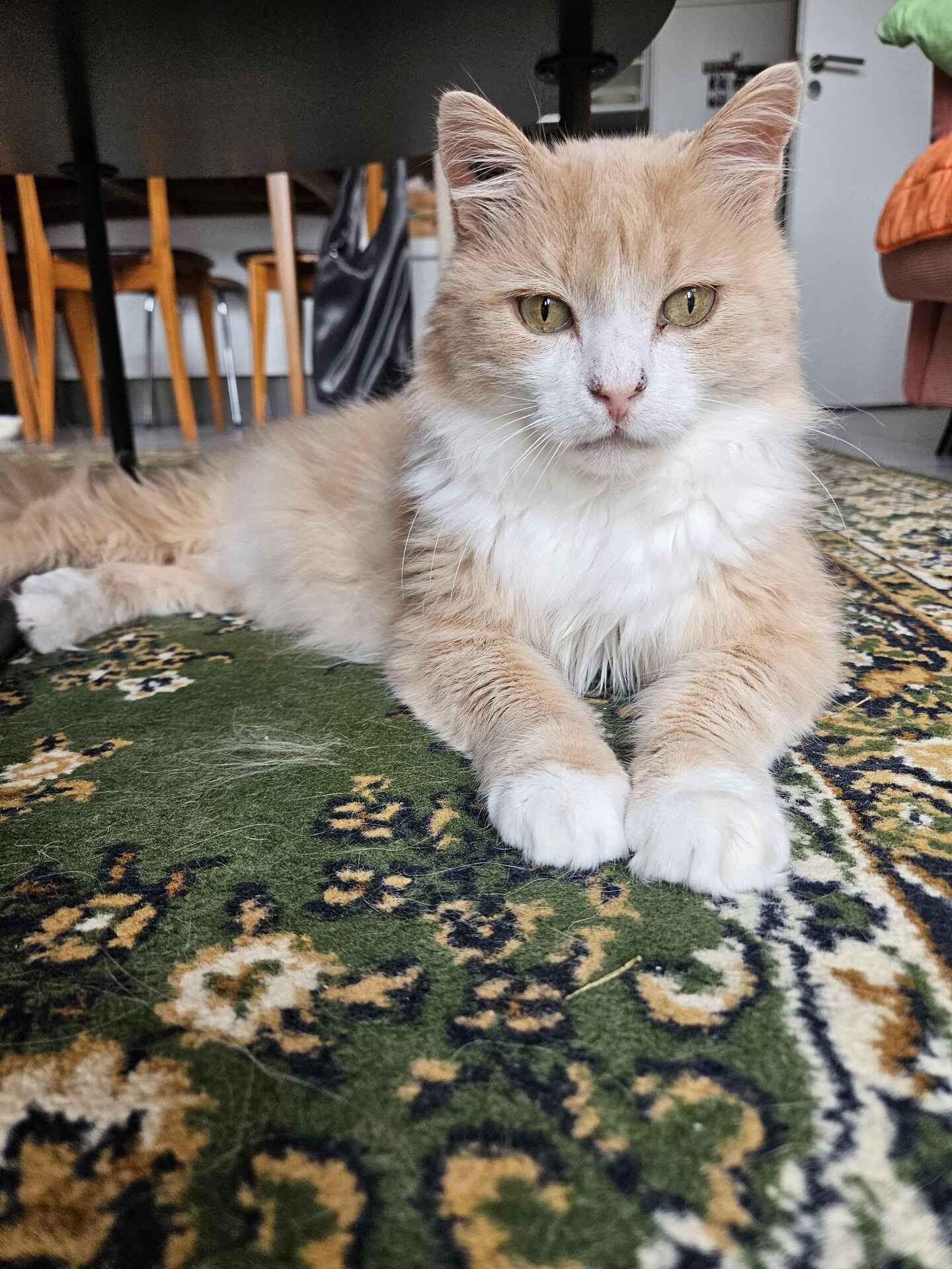 Adopter Rayo del sol 