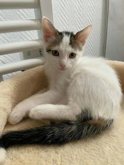 Adopter TANG