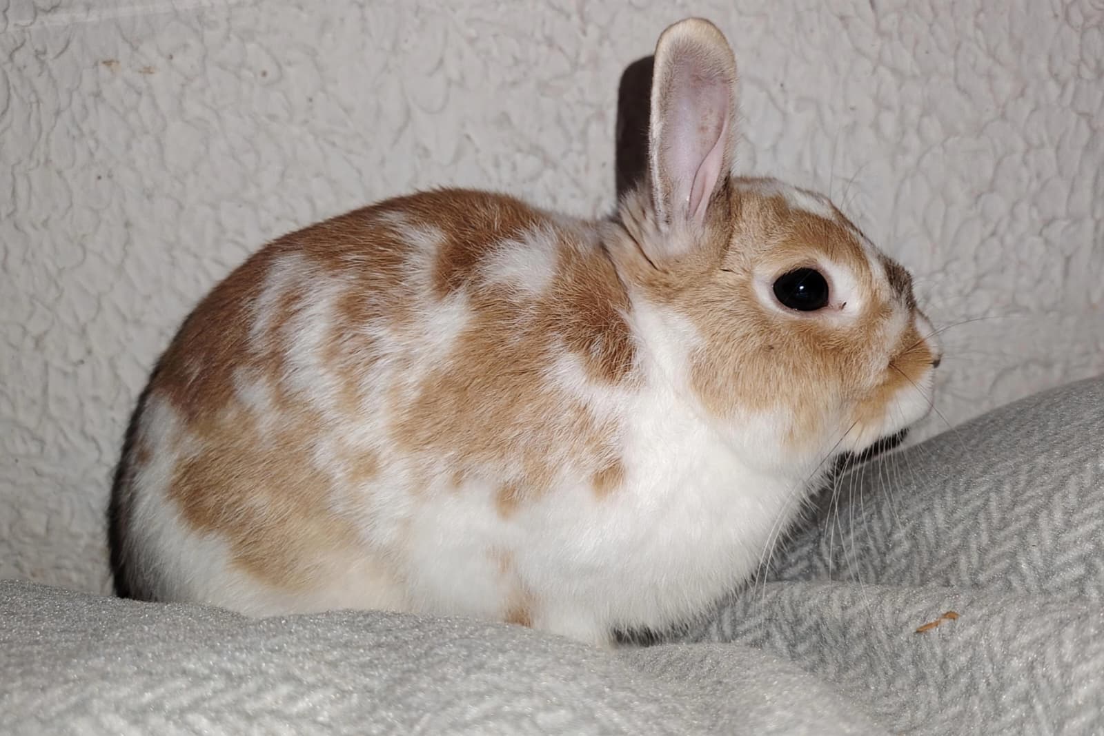 Adopter Hop
