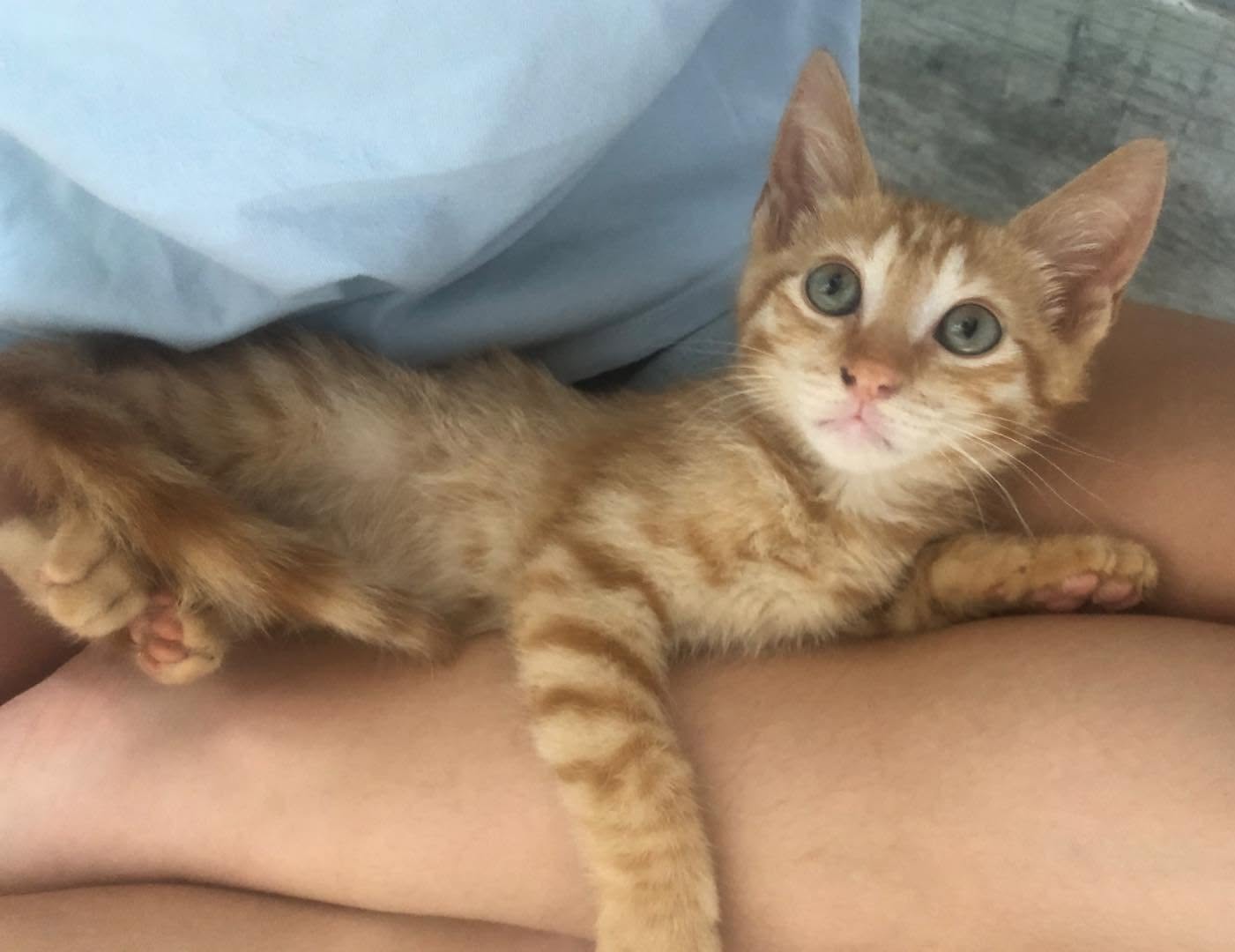 Adopter CHARLES