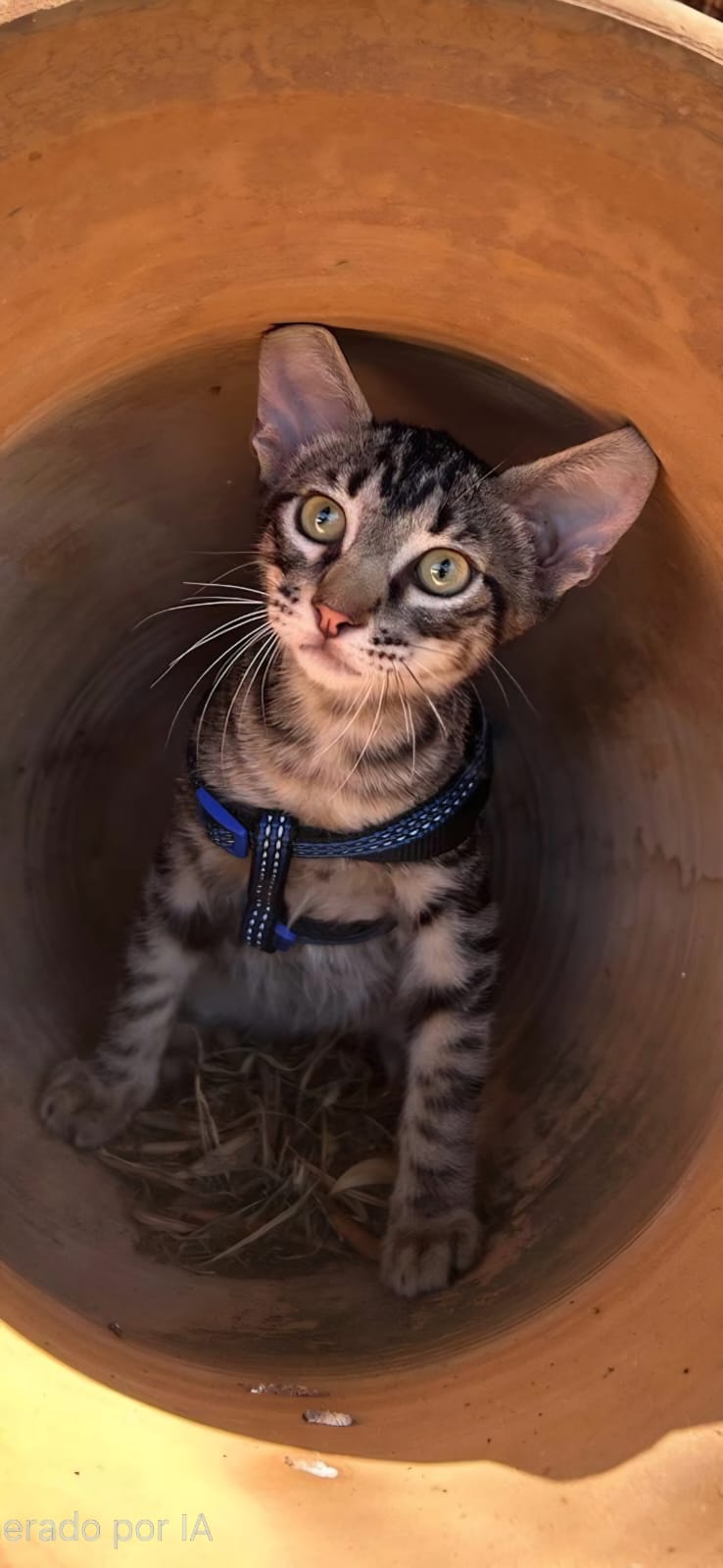 Adopter ROMEO