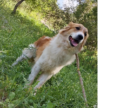 Adoption Zeytouna