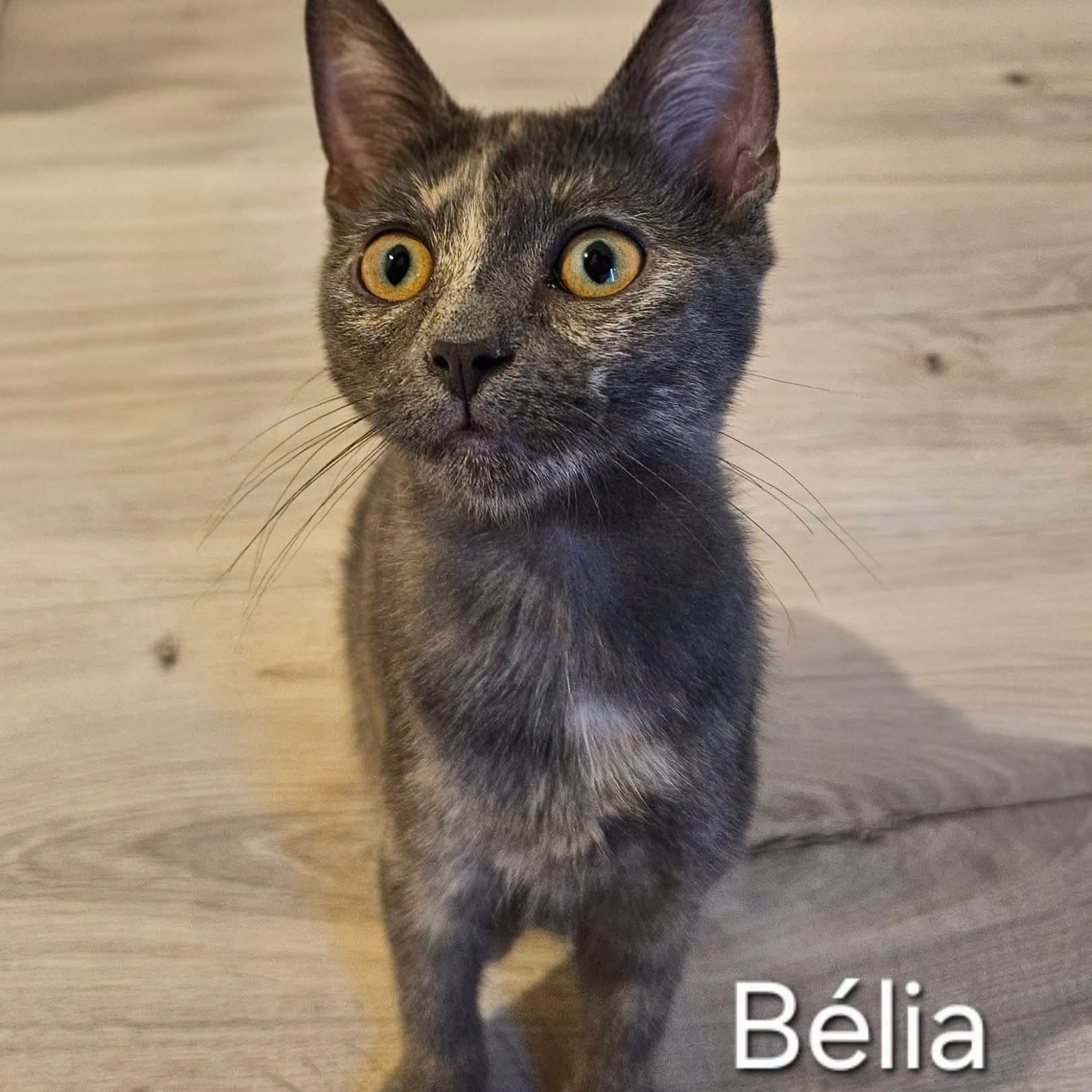 Adoption BELIA
