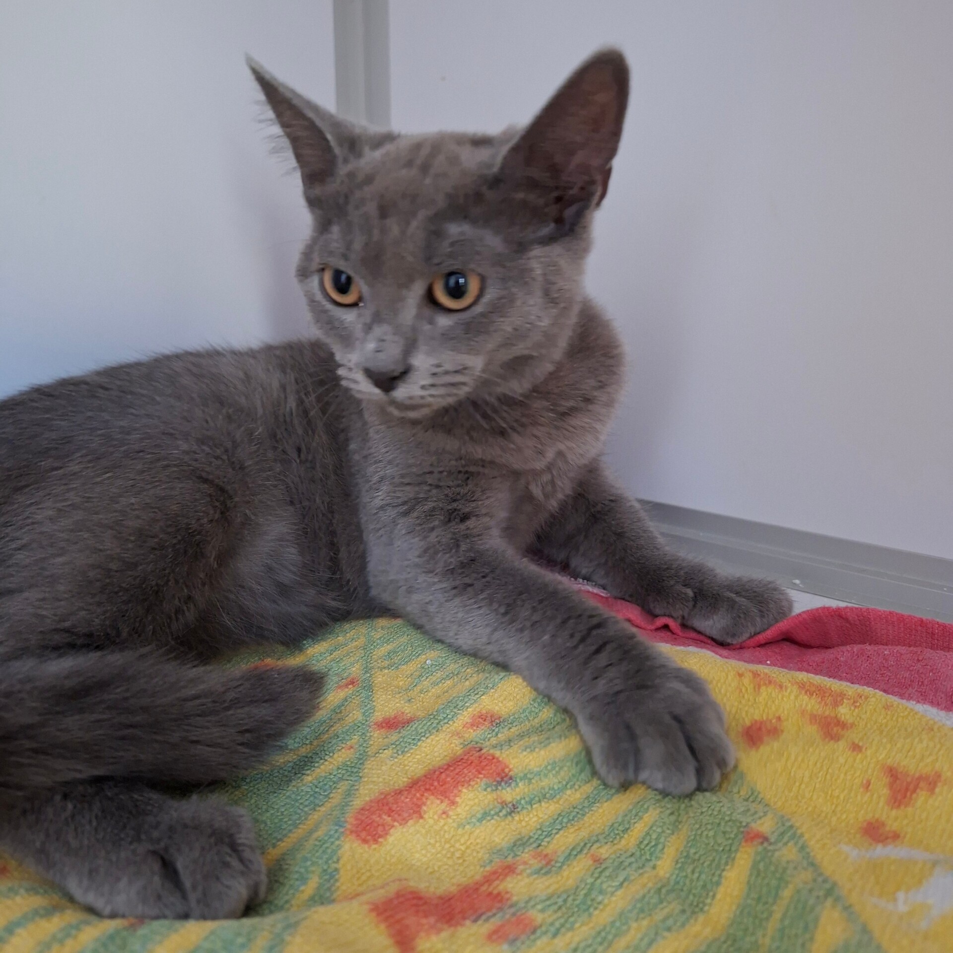 Adoption BLUEBERRY