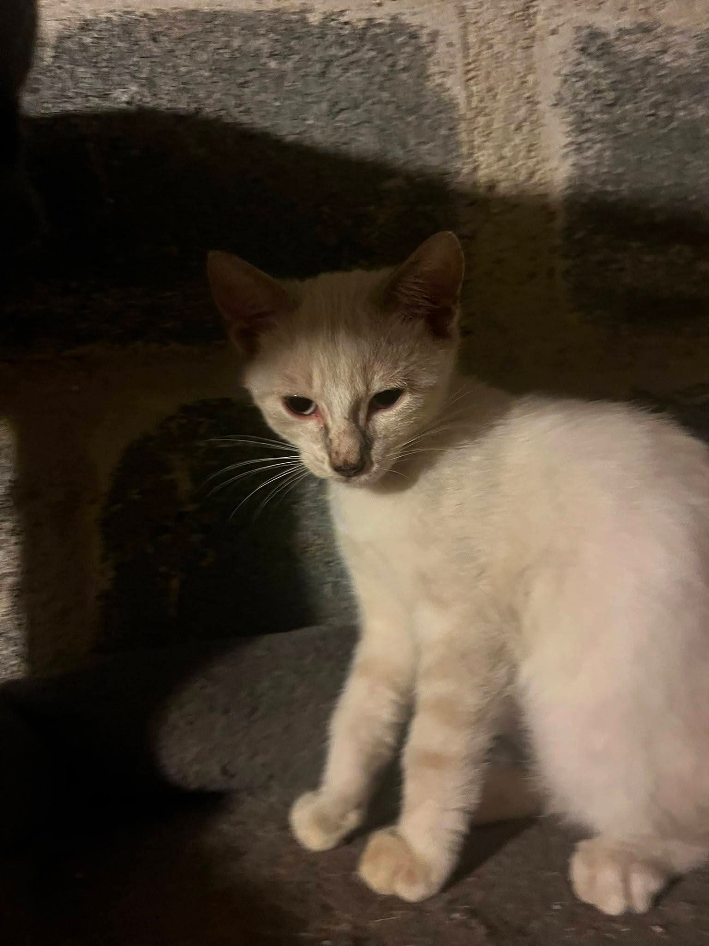 Adopter Nacre