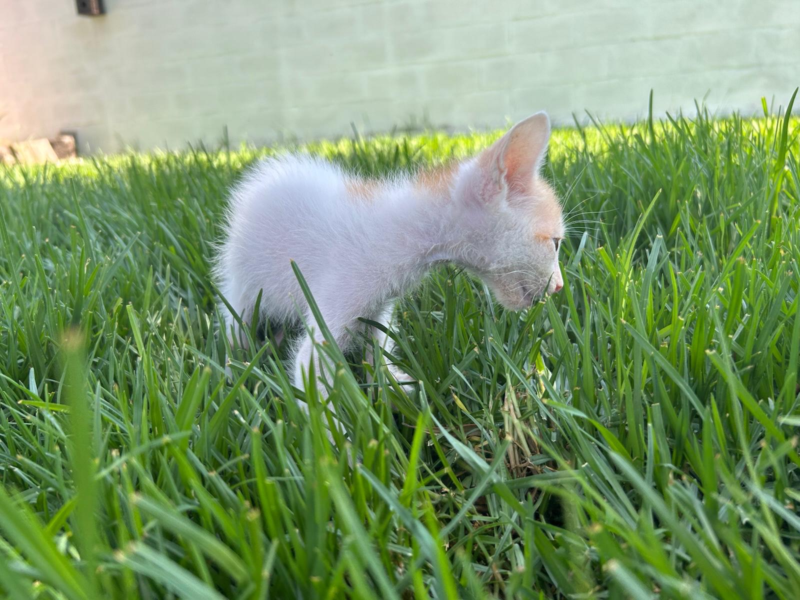 Adopter NICO
