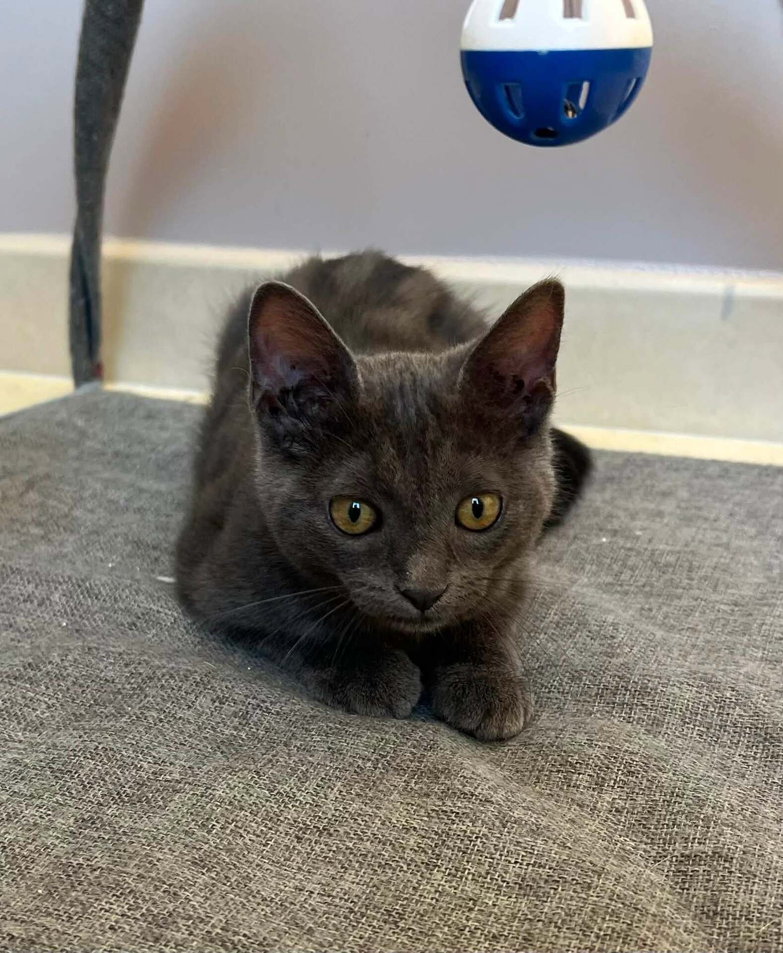 Adopter POUPIE