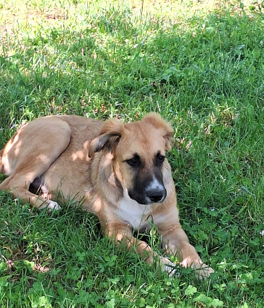 Adopter Archie