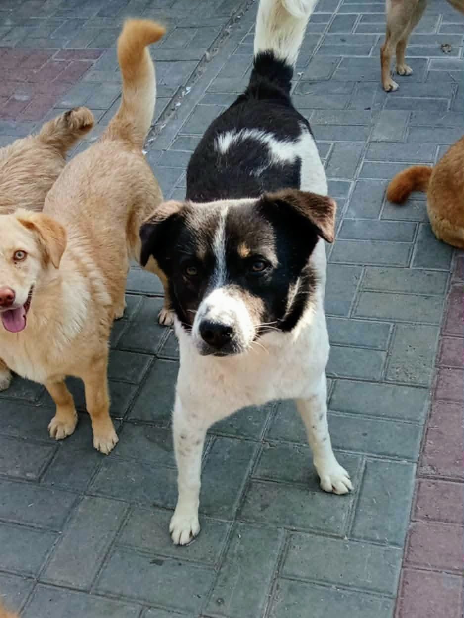 Adopter Hope