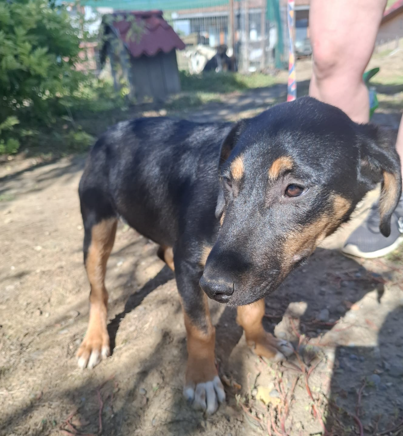 Adoption Ivar