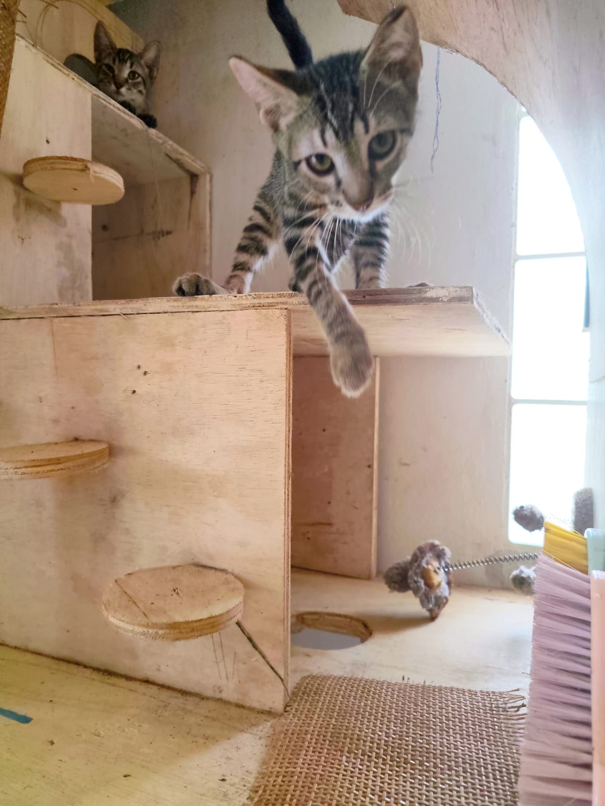 Adoption Bambou 
