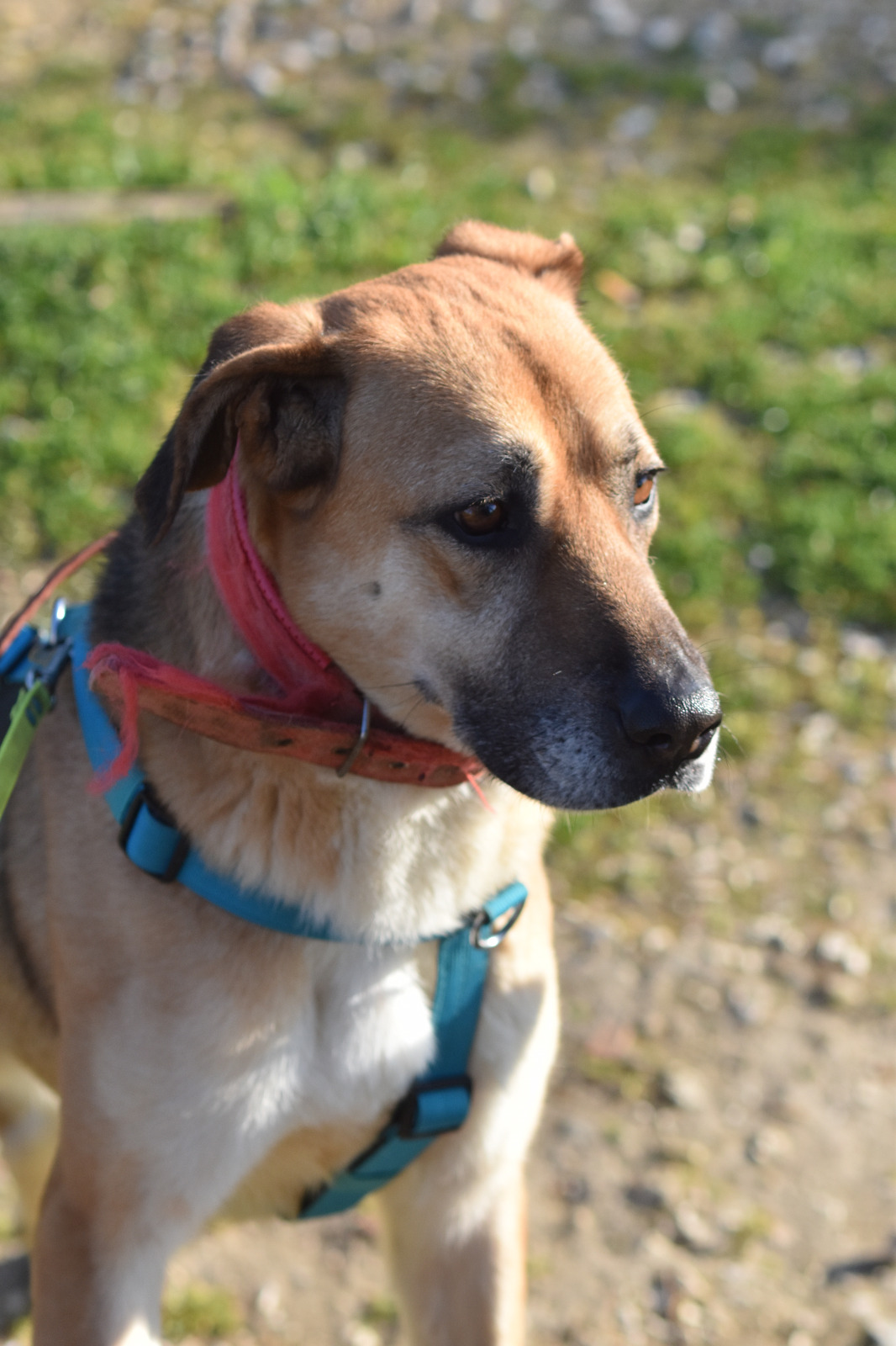 Adoption Shine