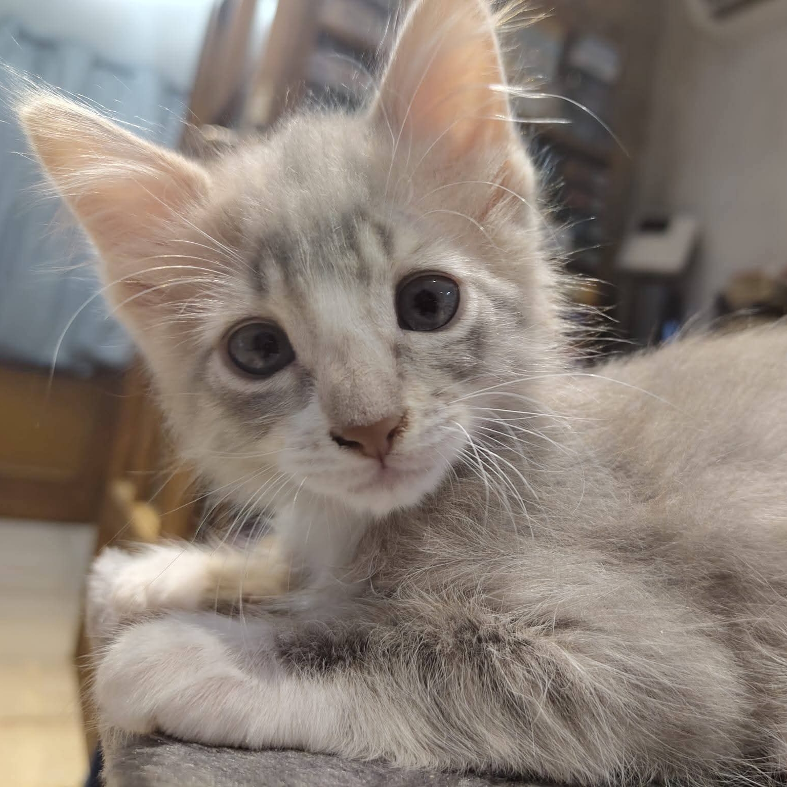 Adopter THOR