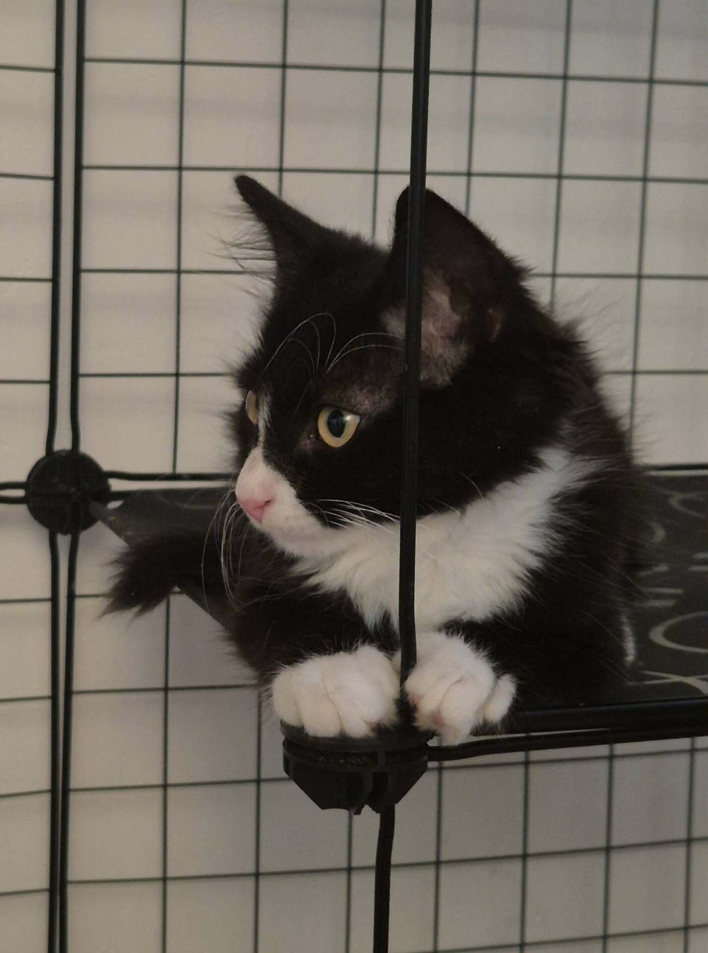 Adopter MERLIN