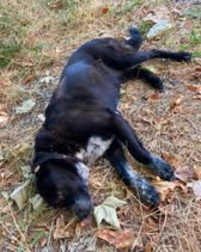 Adopter Yako
