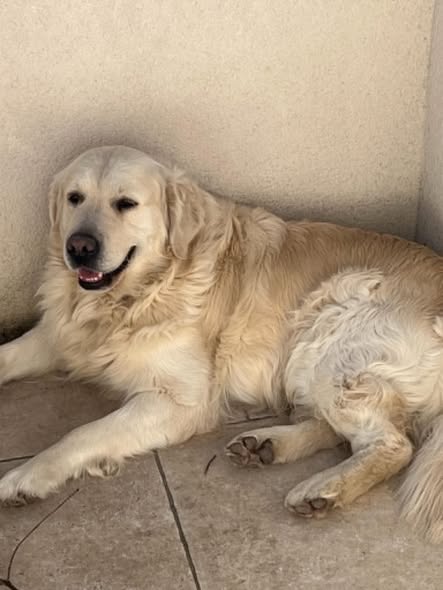 Adoption Max