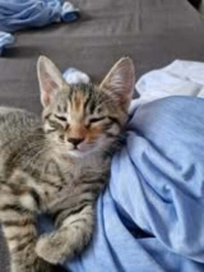 Adopter Oanell