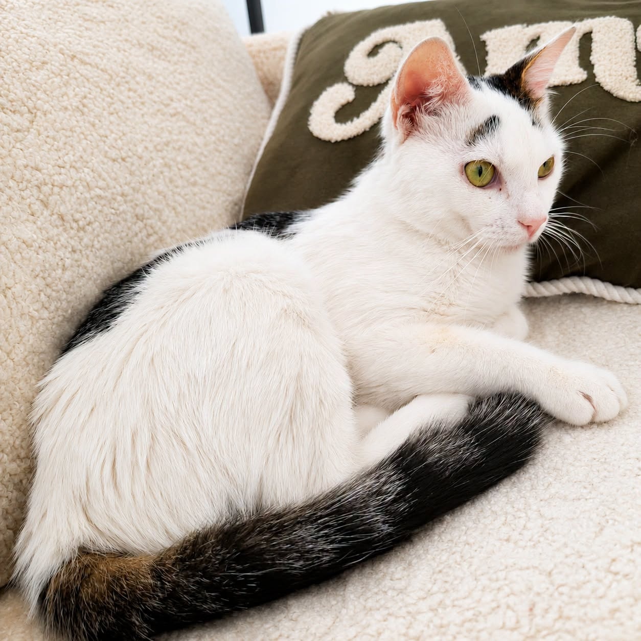 Adoption CHARLY