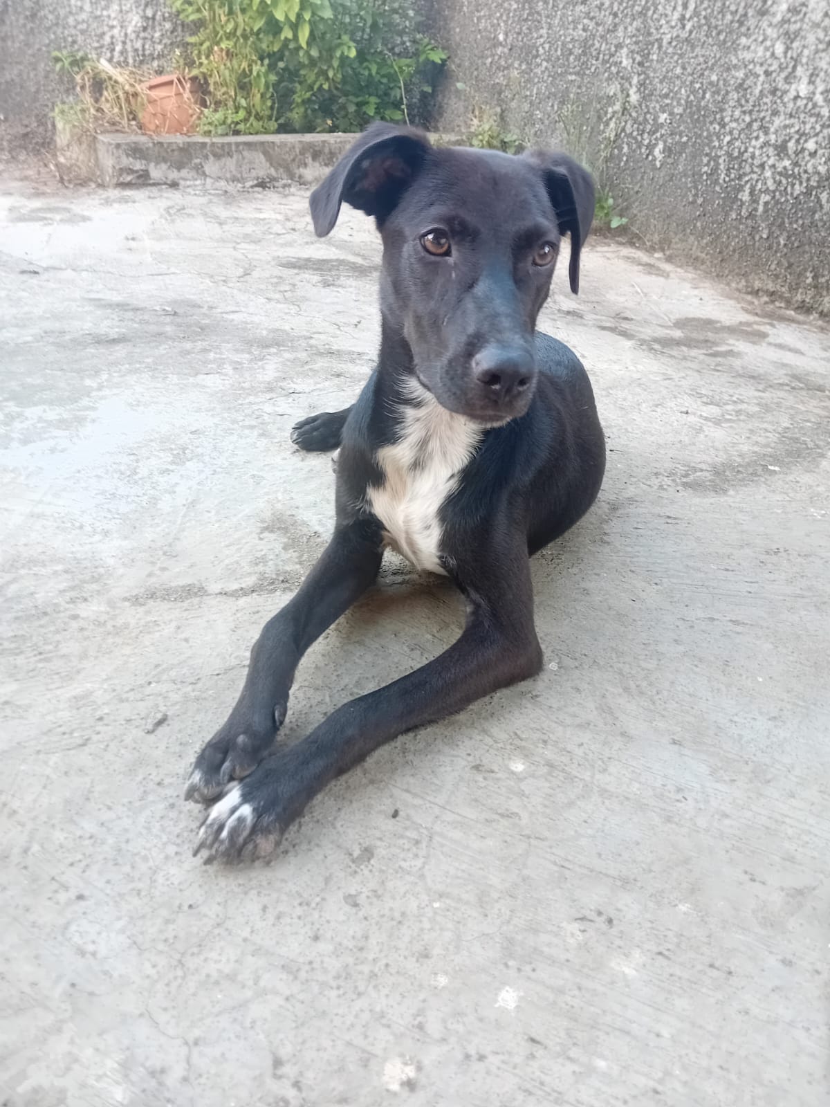 Adoption Cheeky