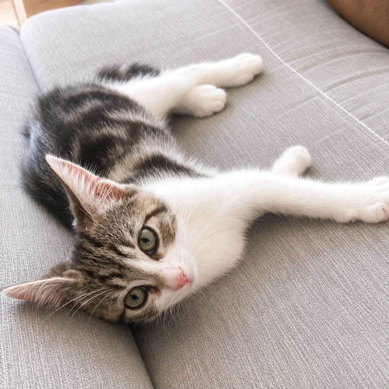 Adopter OSLO