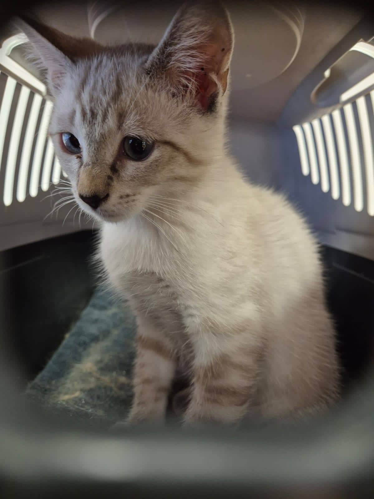 Adopter Mochi