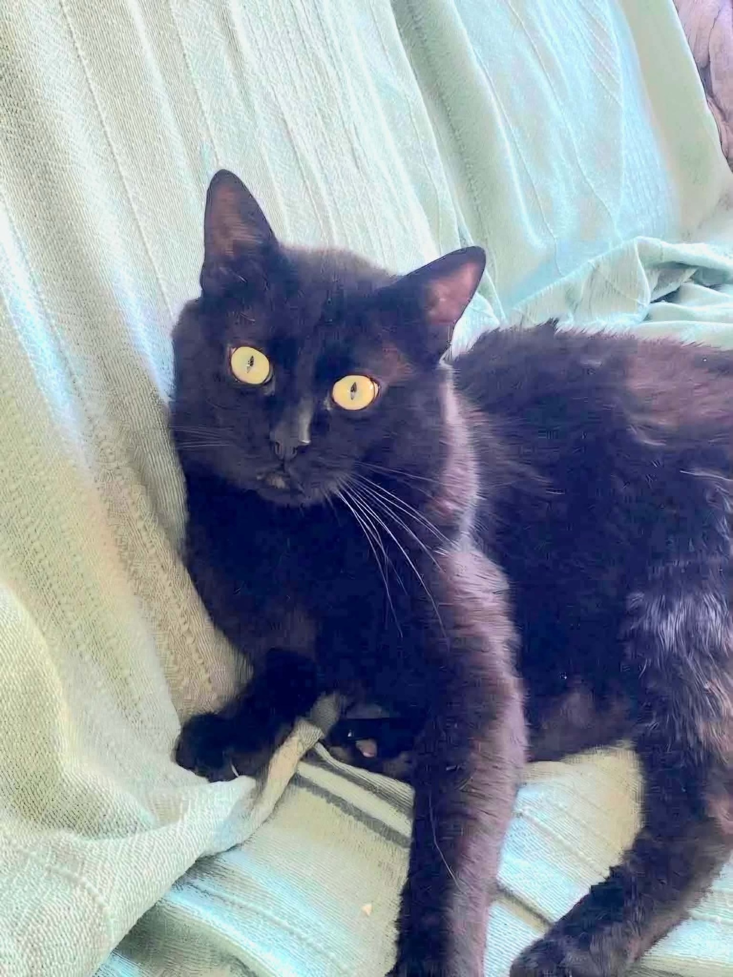 Adoption MESSIRE