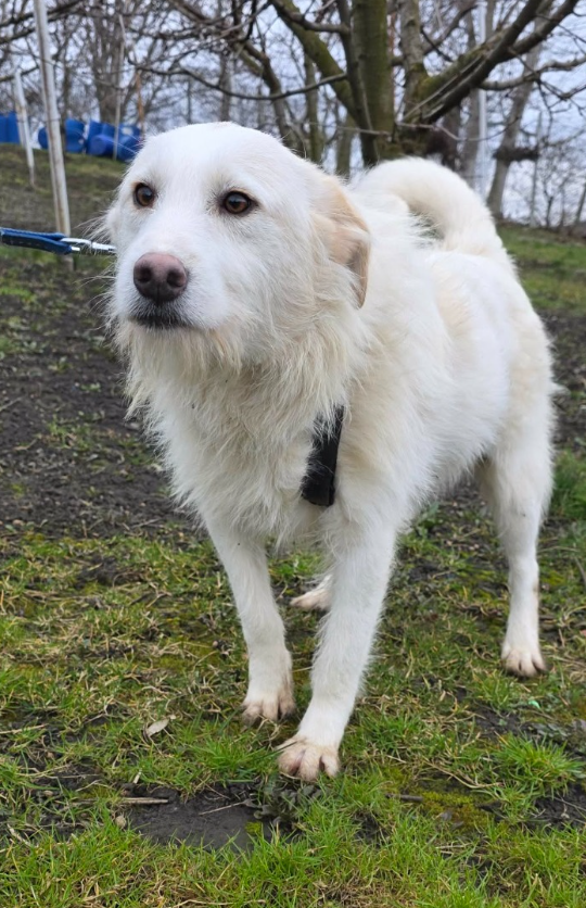 Adoption Lassie