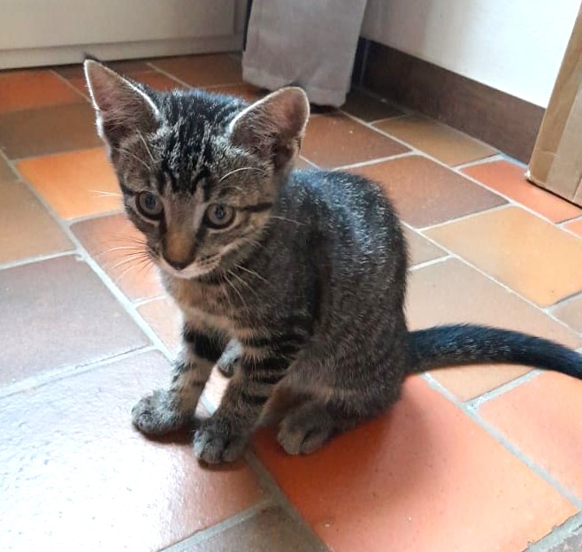 Adopter Tigri