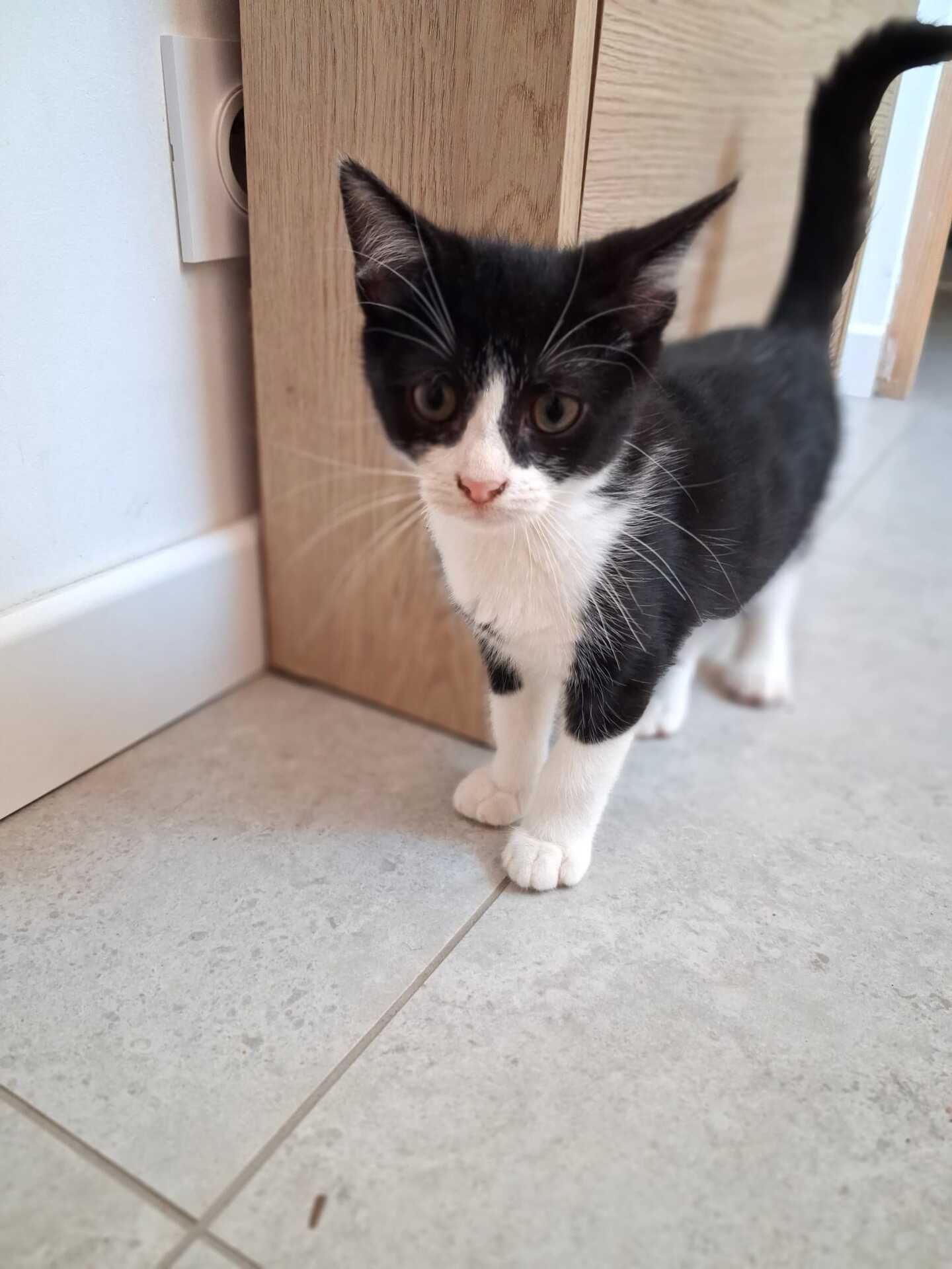 Adopter Bijou