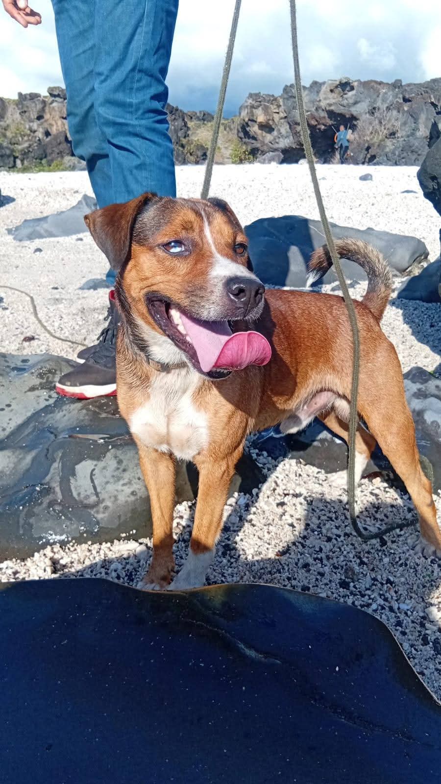 Adoption Stiew