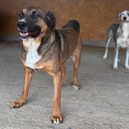 Adoption GEORGI