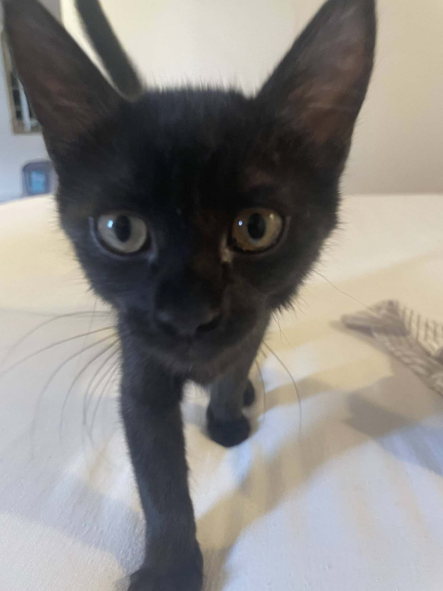 Adopter Bluey