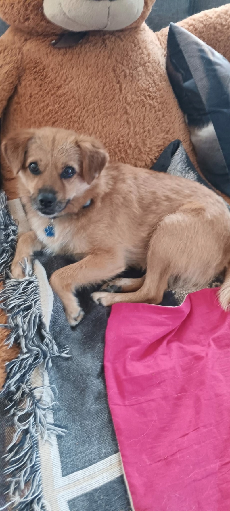 Adoption Muffin
