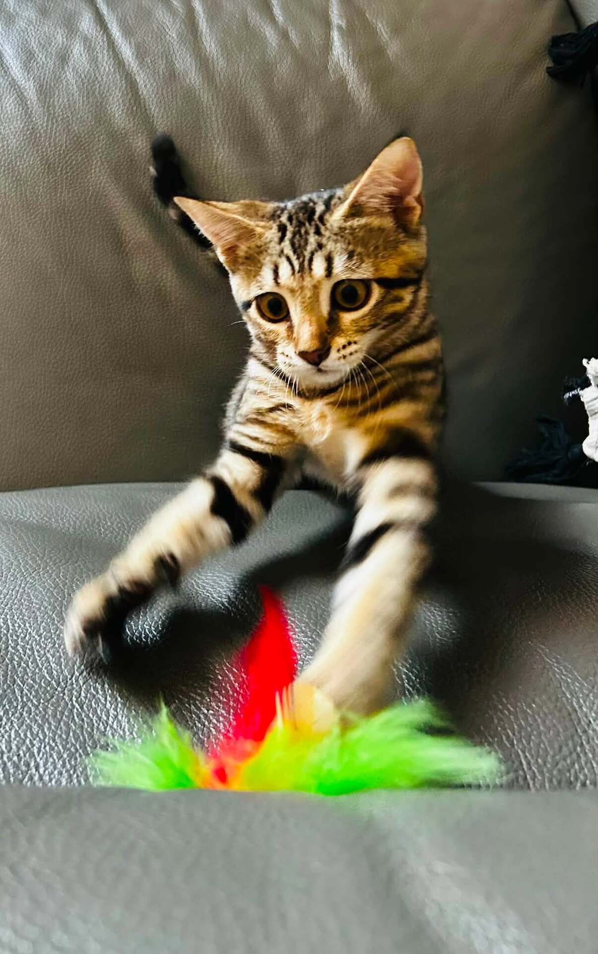 Adopter METIS
