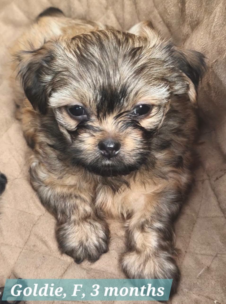 Adoption GOLDIE