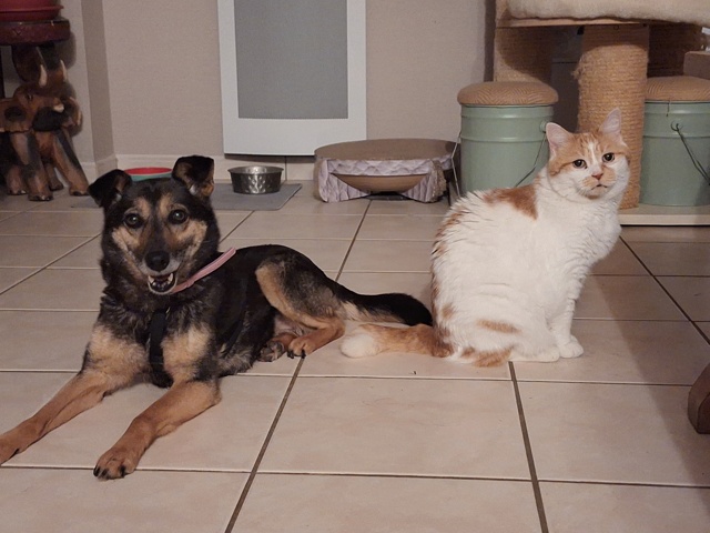 Adoption Yali