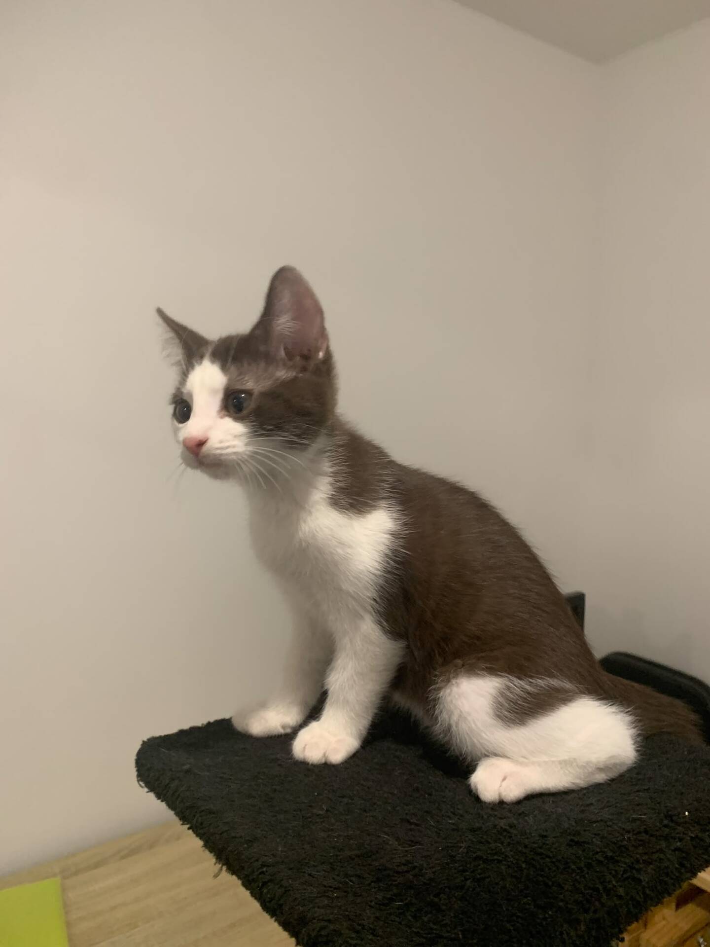 Adoption Kay
